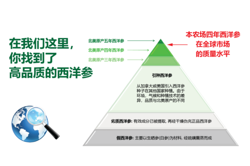 威格维尔 . 四年西洋参中片 (100克/3.5盎司) - 图片 9