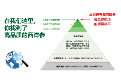 威格维尔 . 五年纯西洋参粉 (150克/5.3盎司) - 图片 10