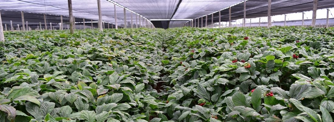 Canadian Ginseng Farm