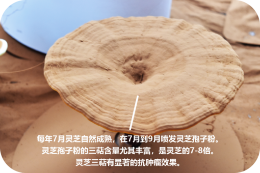 威格维尔 . 纯灵芝孢子粉 (150克/5.3盎司) - 图片 3