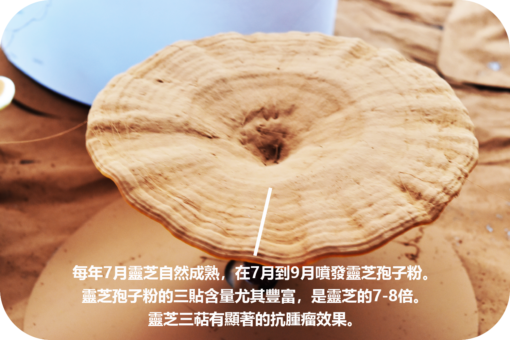 威格維爾 . 純靈芝孢子粉 (150克/5.3盎司)：圖片 3